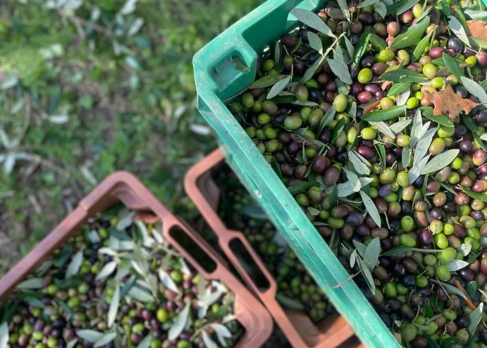 La Pomifera 3* غوبيو